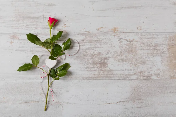Valentýn Rose Pozadí — Stock fotografie