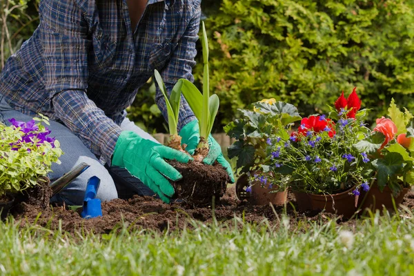 Plantando Flores Casa Jardim — Fotografia de Stock