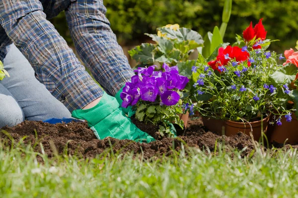 Planting Flowers Garden Home — Stock Photo, Image