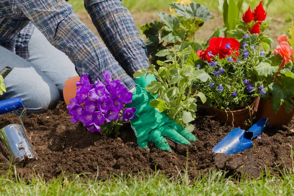 Planting flowers in the garden home