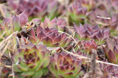 Bitki yakın çekim Sempervivum kırmızı-yeşil bulanık ön plan ve arka plan ile