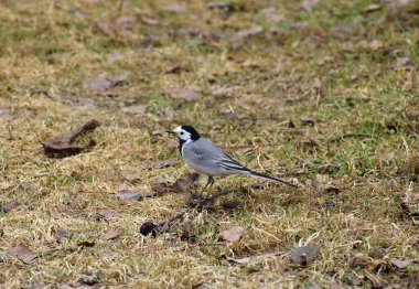 Ot ve yaprakların arka planda Kuş Wagtail