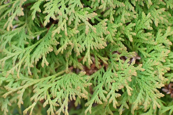 Background Green Branches Arborvitae Close — Stock Photo, Image