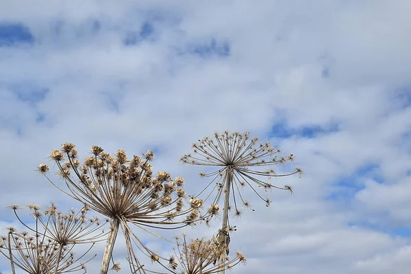 The silhouette of the plant against the blue sky with clouds