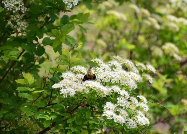 Randig Humlor Samlar Nektar Från Vita Blommorna Spirea Gren Blommande — Stockfoto