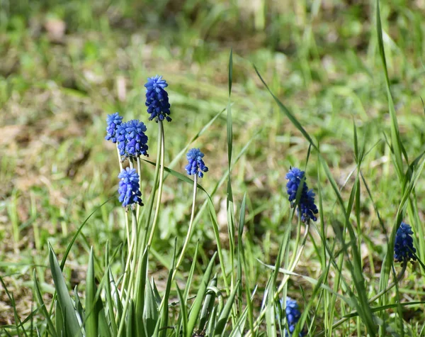 Kék Muscari Virágok Közelről Homályos Háttér Egy Napsütéses Napon — Stock Fotó