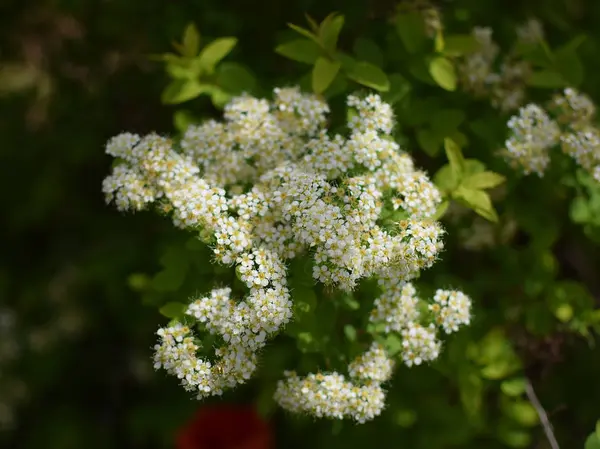 背景がぼやけているスパイレアブッシュの白い花 — ストック写真