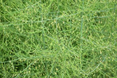 Tüm çerçeve için yeşil bitki arka planı