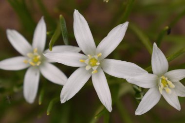 Merkez çiçek odaklanarak sarı ortaları yakın çekim ile üç beyaz çiçek.