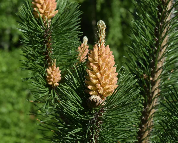 Blooming mountain pine close-up.
