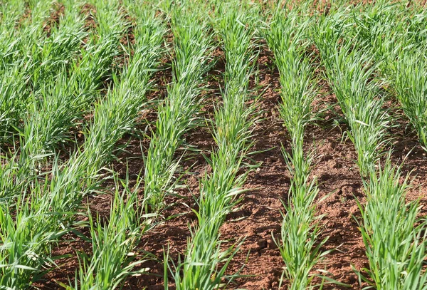 stock image Wheat ears against the blue sky close-up