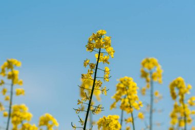 Sarı Kolza çiçekleri Görünümü Kapat