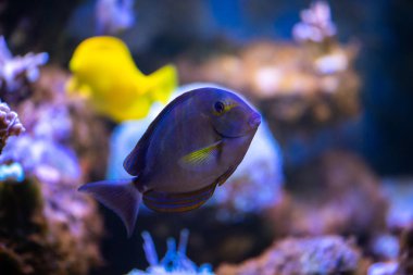 Mercan resif balık üzerinde görünümü Kapat