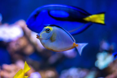 Mercan resif balık üzerinde görünümü Kapat