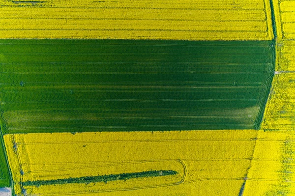 Luftaufnahme Auf Dem Großen Gelben Colza Feld — Stockfoto