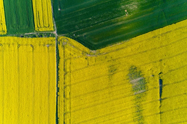 Luchtfoto Het Gebied Van Grote Gele Raapzaad — Stockfoto