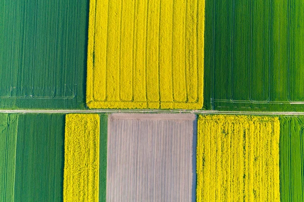 Luftaufnahme Auf Dem Großen Gelben Colza Feld — Stockfoto