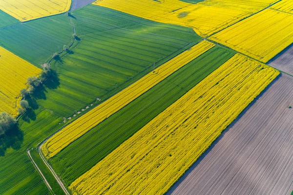 Luftaufnahme Auf Dem Großen Gelben Colza Feld — Stockfoto
