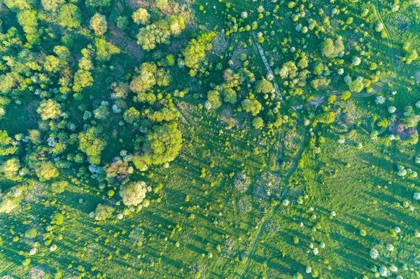 Vista Aérea Pomar Maçã Flor — Fotografia de Stock