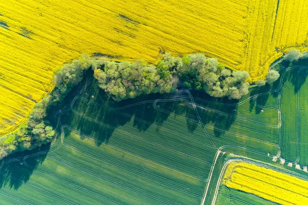 Вид Воздуха Большое Желтое Поле Кользы — стоковое фото