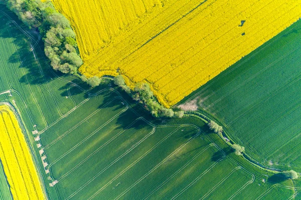 Luchtfoto Het Gebied Van Grote Gele Raapzaad — Stockfoto