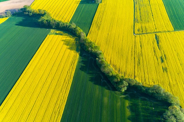 Büyük Sarı Kolza Alanda Havadan Görünümü — Stok fotoğraf