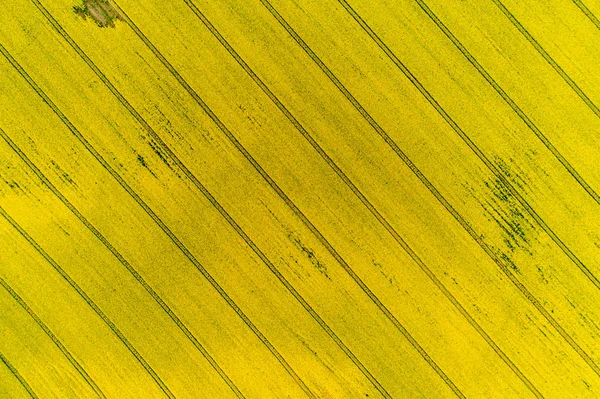 Letecký Pohled Pole Velké Žluté Řepky — Stock fotografie