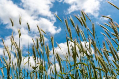 Yeşil genç buğdayın yakın görünümü