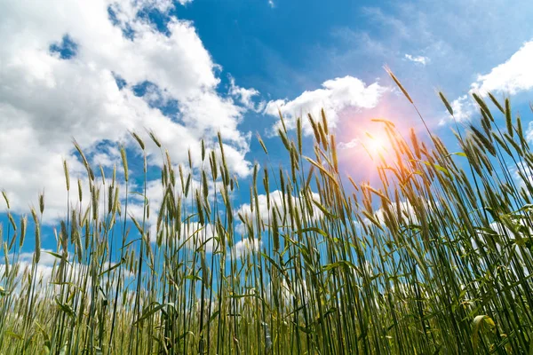 Schöner Sonnenaufgang Über Dem Grünen Jungen Weizen — Stockfoto