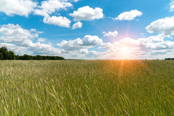 Beautiful Sunrise Green Young Wheat — Stock Photo, Image