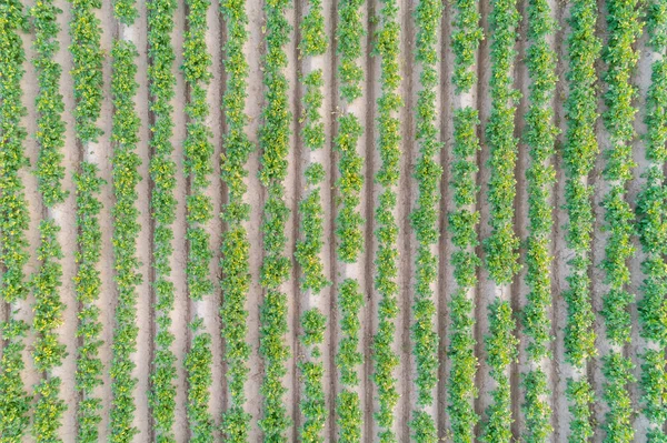 Luftaufnahme Auf Dem Großen Grünen Kartoffelfeld — Stockfoto