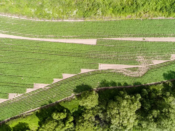 Vista Aérea Grande Campo Batata Verde — Fotografia de Stock