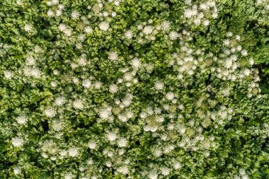 Çok tehlikeli bitki yabani havuç Sosnowski görünümü Kapat