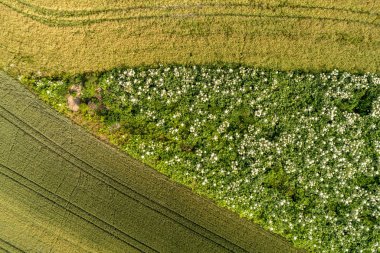 Çok tehlikeli bitki yabani havuç Sosnowski görünümü Kapat