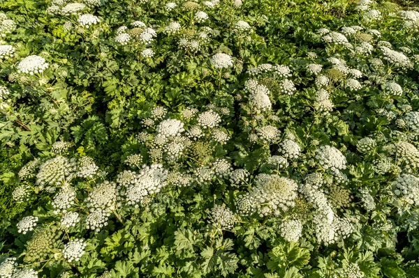 Close View Very Dangerous Plant Parsnip Sosnowski — Stock Photo, Image