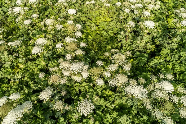 Vista Próxima Sobre Planta Muito Perigosa Parsnip Sosnowski — Fotografia de Stock