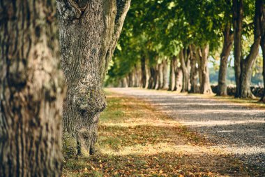 Kırsal kesimde çakıl yolu olan eski bir sokak. Yüksek kalite fotoğraf