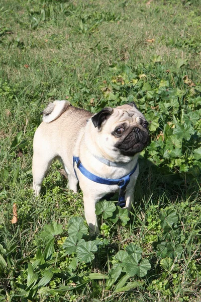 Sevimli İngilizce Bulldog poz ve kesinlikle genel parkta izlerken