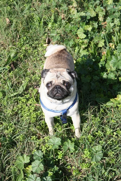 Leuke Engelse Bulldog Poseren Strikt Kijken Openbaar Park — Stockfoto