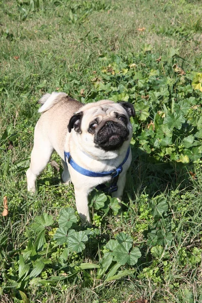 Sevimli İngilizce Bulldog poz ve kesinlikle genel parkta izlerken