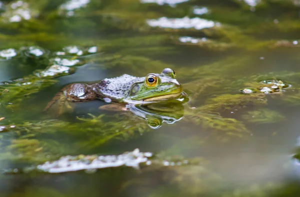 Sapo pouco subindo na água — Fotografia de Stock