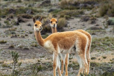 Andes 'te bir dağa yürüyen iki vicunas