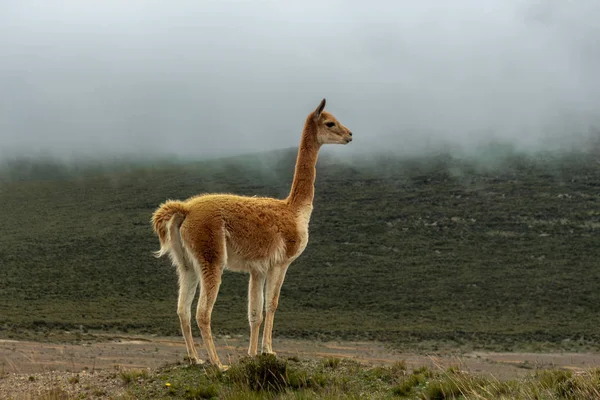 Vicuna solitaire dans la lande sous la brume grise — Photo