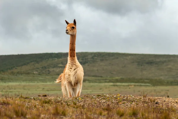 Vicuna frente a la montaña en los Andes bajo el cielo nublado — Foto de Stock