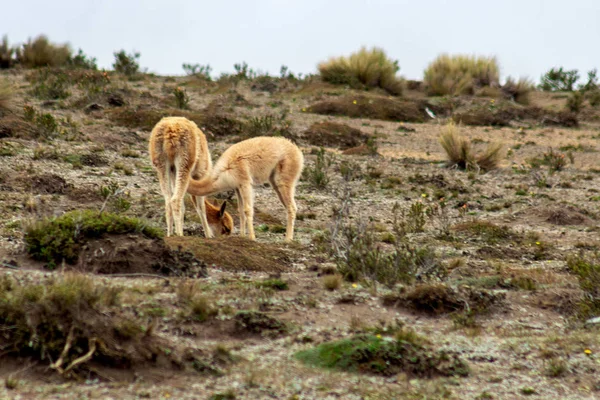 Una madre vicuna amamanta a su ternero en el páramo de los Andes — Foto de Stock