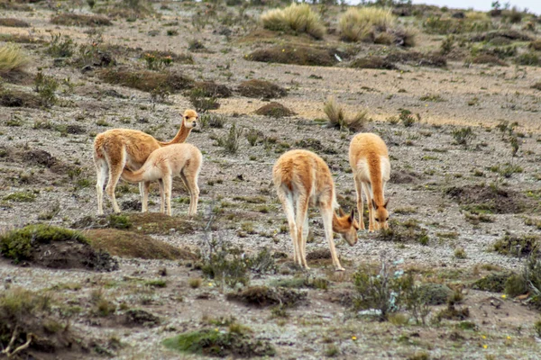 Un grupo de vicunas pasean por el páramo — Foto de Stock