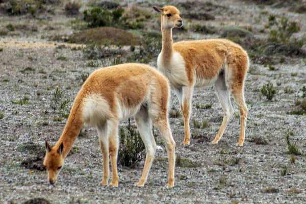 In the middle of the moorland two vicunas walk through the Andes