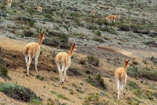 A group of vicunas walk through the moorland — Stock Photo, Image