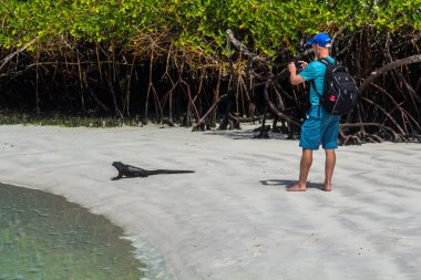 Tortuga Bay, Islas Galapagos, Ekvador, 22 Temmuz 2019. Bir turist Galapagos Tortuga Körfezi plajında bir Iguana resimleri alır