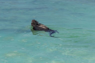 Galapagos Adaları 'nda Tortuga Körfezi plajının yanında iguana Yüzme